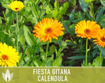 Calendula Officinalis Fiesta Gitana Heirloom Seeds Flower - Etsy