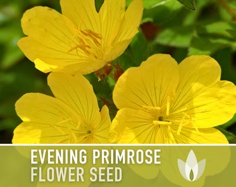 Evening Primrose Flower Seeds - Heirloom Native Wildflower, Medicinal Plant, Evening Primrose Oil, King's Cure-all, Fragrant Flower, Non-GMO