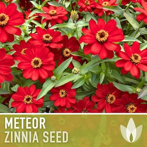 Zinnia, Meteor Heirloom Seeds, Flower Seeds, Red Flower, Butterfly Garden, Cut flowers, Hummingbird Garden