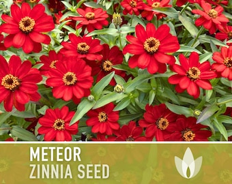 Zinnia, Meteor Heirloom Seeds, Flower Seeds, Red Flower, Butterfly Garden, Cut flowers, Hummingbird Garden