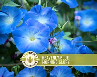 Heavenly Blue Morning Glory Seeds, Deer Resistant, Heirloom Annual
