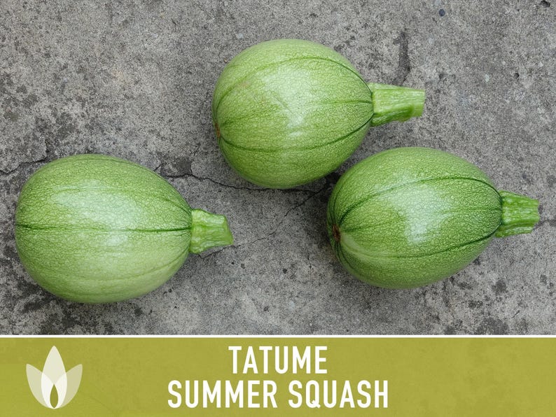 SeedGeeks Tatume Summer Squash Seeds - Thumbnail 2