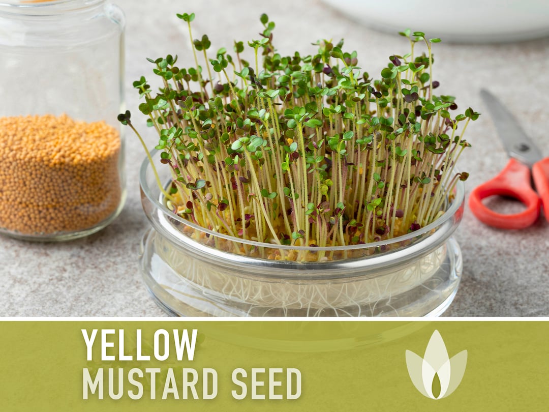 Yellow Mustard Seeds Heirloom Seeds, Microgreens, Sprouting, Edible