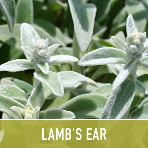 Lamb's Ear Flower Seeds – Heirloom Stachys Byzantina, Pollinator Friendly afbeelding 8