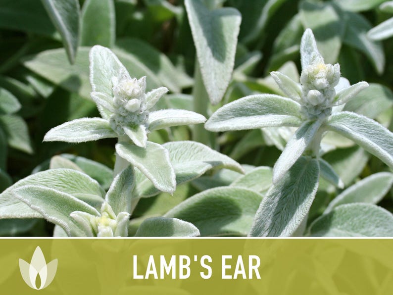 Lamb's Ear Flower Seeds – Heirloom Stachys Byzantina, Pollinator Friendly afbeelding 8