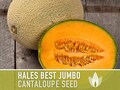 Hales Jumbo Cantaloupe Seeds | Non-GMO Heirloom Melon