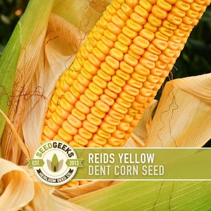 May include: A close-up of a ripe ear of Reid's Yellow Dent corn, with bright yellow kernels. The corn is partially encased in tan husks and green leaves. The image includes the text "REIDS YELLOW DENT CORN SEED".