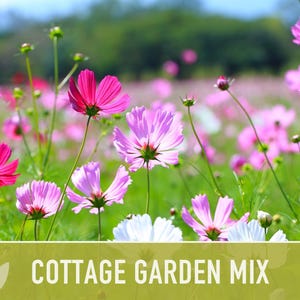 Cottage Garden Wildflower Seed Mix – Heirloom Antique Flowers bild 6