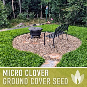 Bulk Micro Clover (Mini) Ground Cover Seeds - 10,000+ White Clover Seeds, 1 oz, Lawn Alternative, Drought Tolerant, Erosion Control, Non-GMO