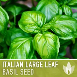 Italian Large Leaf Basil Herb Heirloom Seeds