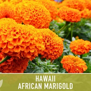 African Marigold Seeds | 200+ Seeds, Bright Orange Blooms, Heirloom, Pollinator Attractant | Tagetes erecta image 5