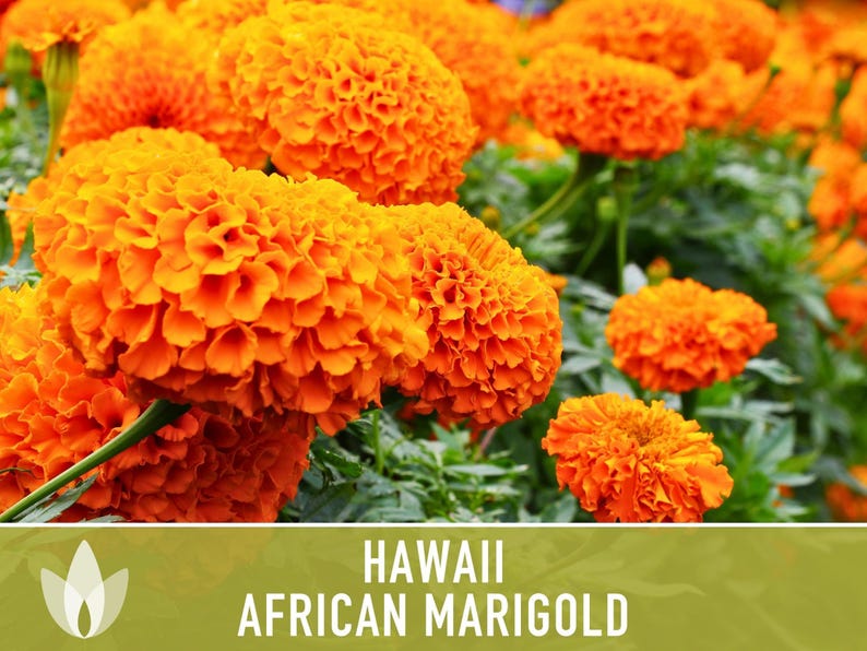 African Marigold Seeds | 200+ Seeds, Bright Orange Blooms, Heirloom, Pollinator Attractant | Tagetes erecta image 5