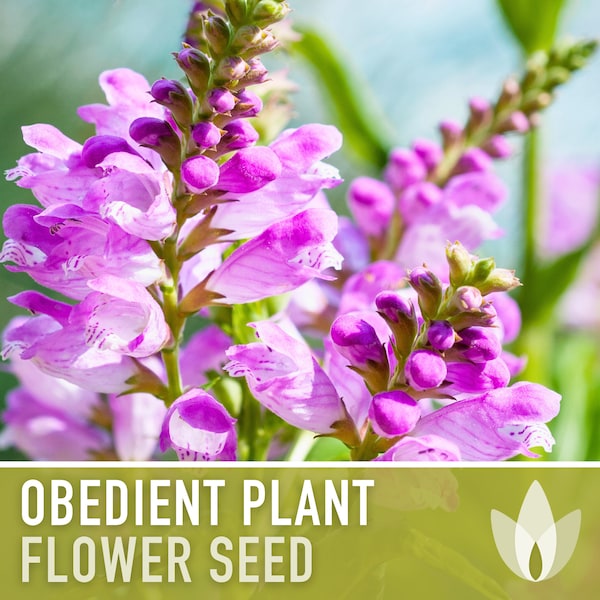 Obedient Plant Seeds - Heirloom Seeds, False Dragonhead, Native Wildflower Seeds, Cut Flowers, Deer Resistant, Non-GMO