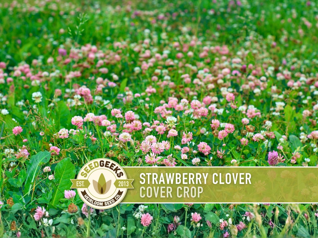 Strawberry Clover Seeds - Pink Flowers, Ground Cover (1oz) - Etsy