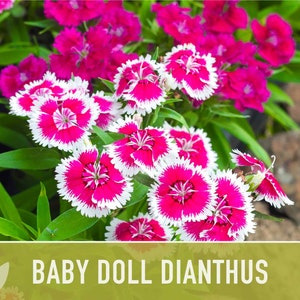 Baby Doll Dianthus Flower Seeds - Heirloom Seeds, Chinese Pinks, Edible Flower Seeds, Ground Cover, Open Pollinated, Non-GMO