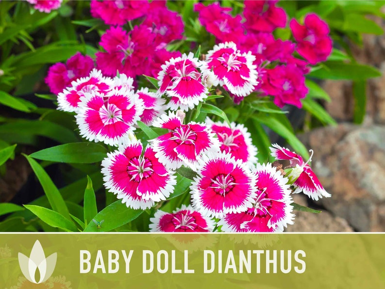 Baby Doll Dianthus Flower Seeds Heirloom Seeds, Chinese Pinks, Edible Flower Seeds, Ground Cover, Open Pollinated, Non-GMO image 1