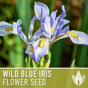 Wild Blue Iris Flower Seeds - Heirloom Seeds, Missouri Native, Rocky Mountain Iris, Western Blue Flag, Iris Missouriensis, Non-GMO