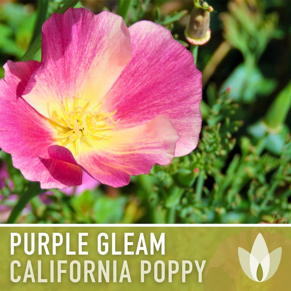 California Poppy, Purple Gleam Flower Seeds - Heirloom Seeds, Dazzling Purple-Pink Flowers, Cool Season Flowers, Open Pollinated, Non-GMO