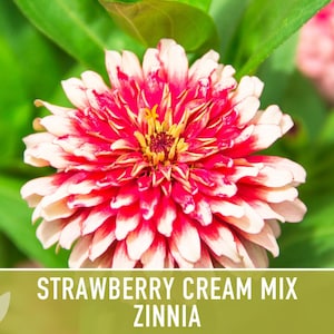 Strawberry Cream Zinnia Seeds | 100+ Seeds, Heirloom Flower Mix for Pollinator Gardens & Bouquets! image 11