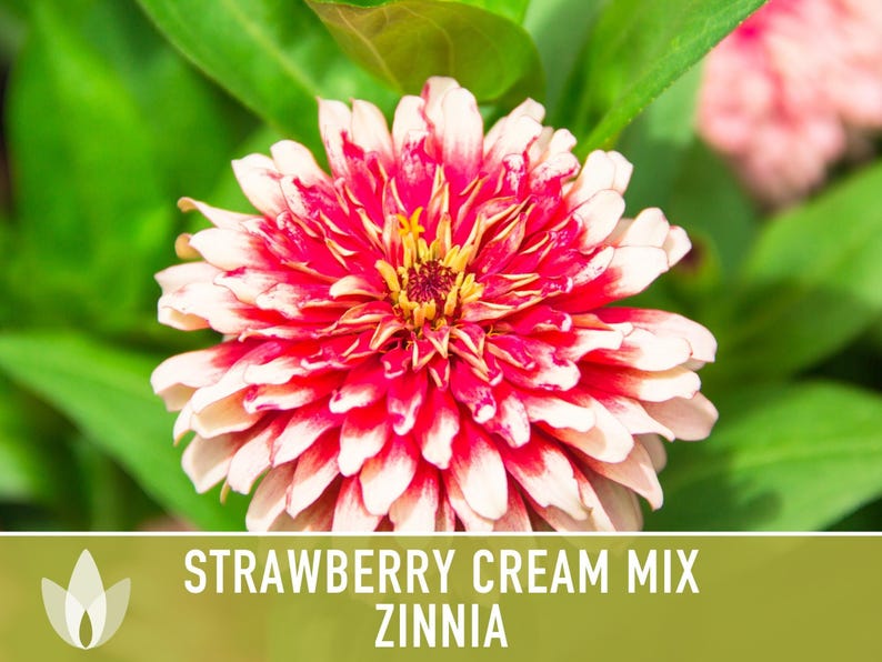 Strawberry Cream Zinnia Seeds | 100+ Seeds, Heirloom Flower Mix for Pollinator Gardens & Bouquets! image 11
