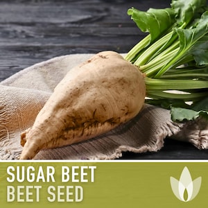 Sugar Beet Seeds - Heirloom Seeds, Natural Sugar Source, Leafy Greens, Food Plot, Beta Vulgaris, Open Pollinated, Non-GMO