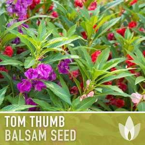 Balsam, Tom Thumb Mix Flower Seeds Heirloom Seeds, Pollinator Garden, Container Garden, Dwarf Flower, Open Pollinated, Non-GMO image 1