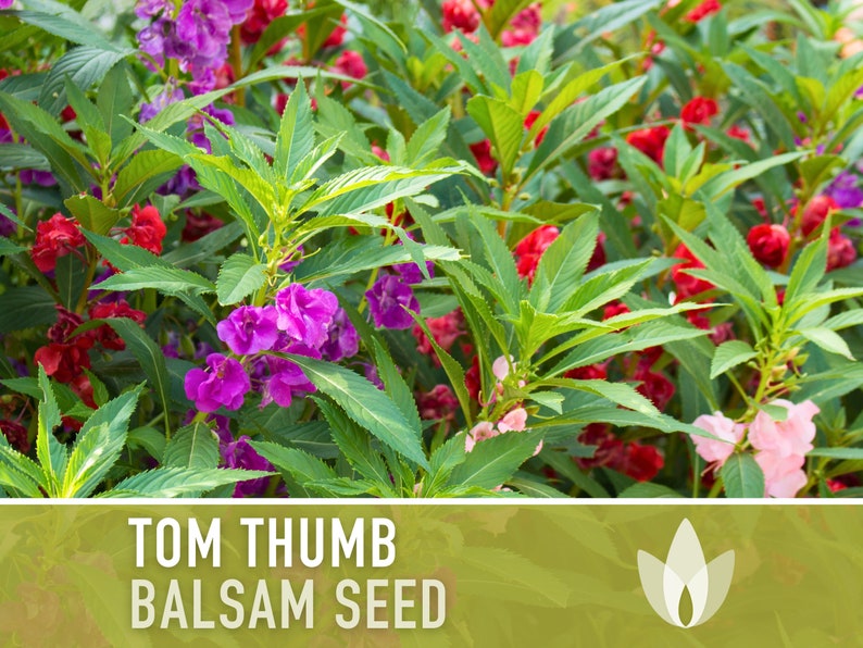 Balsam, Tom Thumb Mix Flower Seeds Heirloom Seeds, Pollinator Garden, Container Garden, Dwarf Flower, Open Pollinated, Non-GMO image 1