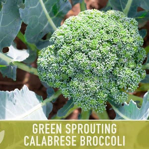 Green Sprouting Calabrese Broccoli Seeds - Heirloom, Organic, Non-GMO, Open Pollinated, Seed Packets image 6