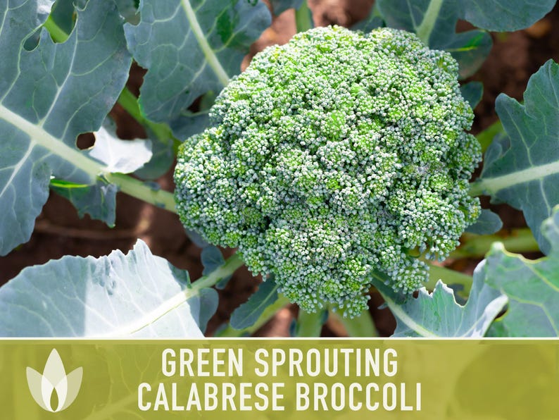 Green Sprouting Calabrese Broccoli Seeds - Heirloom, Organic, Non-GMO, Open Pollinated, Seed Packets image 6