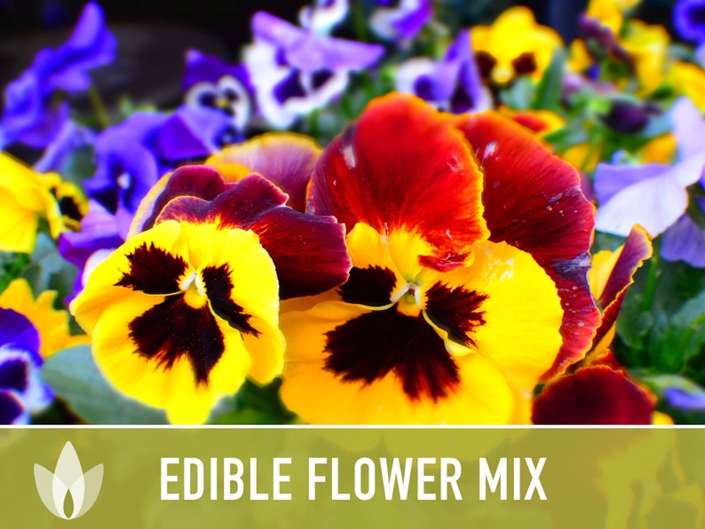 Edible Flower Heirloom Seed Mix Seed Packets Flower Seeds Etsy