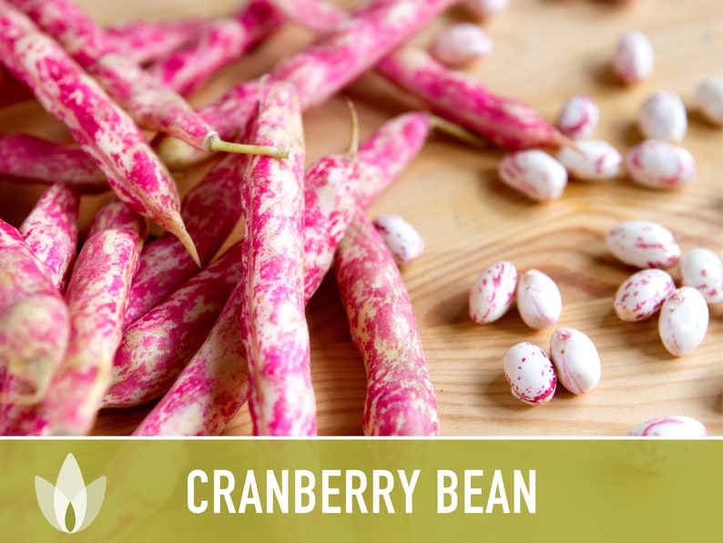 Cranberry Bean Seeds Heirloom Seeds Bush Bean Shelling Etsy