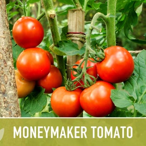 Moneymaker Tomato Seeds Heirloom Seeds, Indeterminate, Slicing Tomato, Sauce Tomato, High Yield, Heat Loving, Salsa Garden, Non-GMO image 6