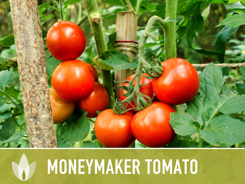 Moneymaker Tomato Seeds Heirloom Seeds, Indeterminate, Slicing Tomato, Sauce Tomato, High Yield, Heat Loving, Salsa Garden, Non-GMO image 6