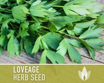 Lovage Herb Heirloom Seeds, Medicinal Herb, Herb Garden