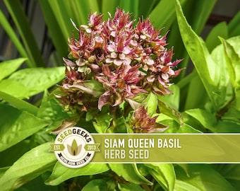 Siam Queen Thai Basil Seeds – Spicy Flavor, Ornamental Herb