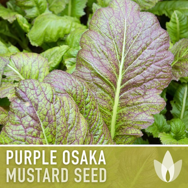 Purple Osaka Mustard Greens Heirloom Seeds - Microgreens, Fresh Salad Mix, Seed Packets, Open Pollinated, Non-GMO
