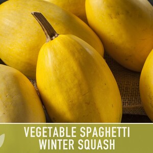Vegetable Spaghetti Winter Squash Heirloom Seeds image 6