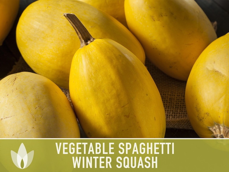 Vegetable Spaghetti Winter Squash Heirloom Seeds image 6