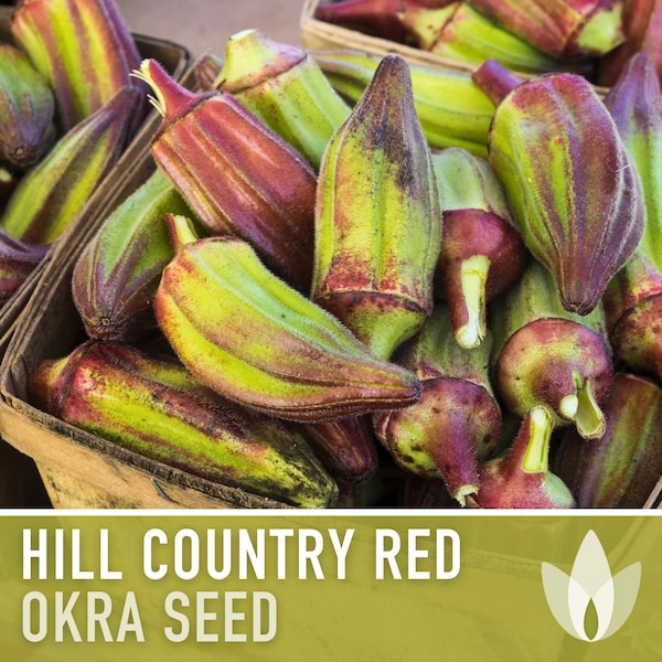 Okra, Hill Country Red Seeds - Heirloom Seeds, Southern Texas Red, High Yield, Heat Tolerant, Early Harvest, Abelmoschus Esculentus, Non-GMO