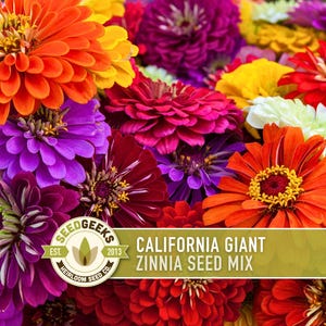Mélange de graines de zinnia géant de Californie | Plus de 100 graines, fleurs anciennes, jardin de papillons, Zinnia elegans