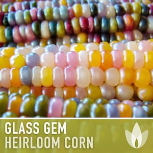 Glass Gem Corn Seeds - Heirloom Seeds, Ornamental Corn, Heirloom Popcorn, Flour Corn, Flint Corn, Hominy, Polenta, Cornbread, Non-GMO