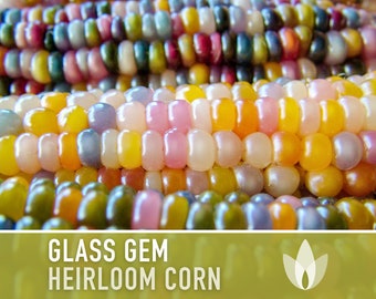 Glass Gem Corn Seeds - Heirloom Seeds, Ornamental Corn, Heirloom Popcorn, Flour Corn, Flint Corn, Hominy, Polenta, Cornbread, Non-GMO