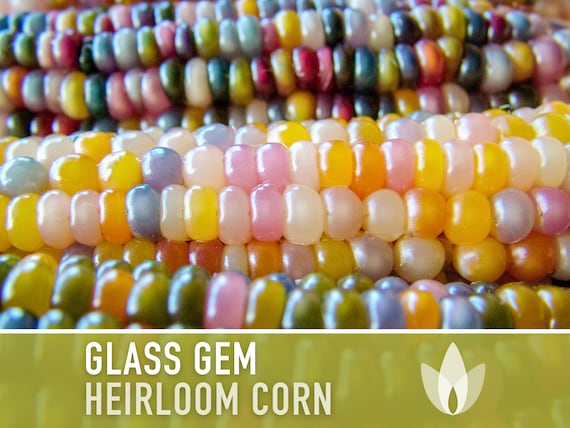 Flint Corn Seeds - Carl's Glass Gem