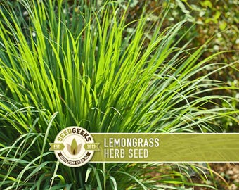 Puede incluir: Imagen de primer plano de hierba de limón fresca, una hierba perenne, con hojas largas, delgadas y verdes. La imagen incluye un logotipo que dice "Seed Geeks" y el texto "Lemongrass Herb Seed".
