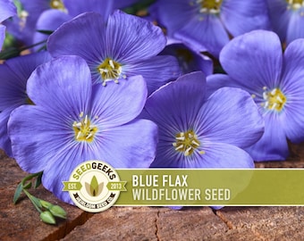 Blue Flax Wildflower Seeds, Linum Lewisii Heirloom Variety