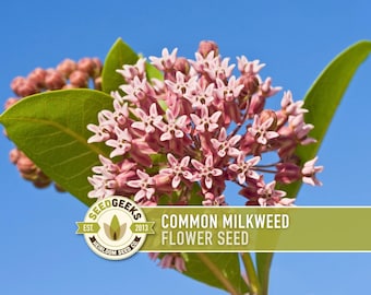 Puede incluir: Primer plano de una cabeza de semilla de flor de algodoncillo común con flores rosas y hojas verdes contra un cielo azul brillante. La imagen incluye el logotipo y el texto de Seed Geeks.