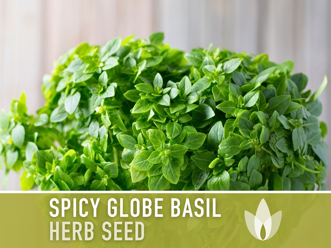 Spicy Globe Basil Seeds Dwarf Basil Greek Basil Heirloom Seeds Spicy Globe Basil Seeds Dwarf Basil Greek Basil Heirloom Seeds