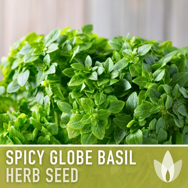 Spicy Globe Basil Seeds - Dwarf Basil, Greek Basil, Heirloom Seeds, Medicinal Herb, Aromatherapy, Culinary Herb, Open Pollinated, Non-GMO