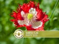 Danish Flag Poppy Seeds - Red & White Heirloom Papaver Somniferum