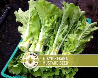 Tokyo Bekana Mustard Greens Heirloom Seeds – Non-GMO, Open Pollinated